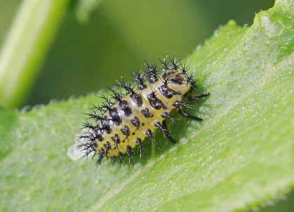 Bryony Ladybird larva, Henosepilachna argus, Alan Prowse